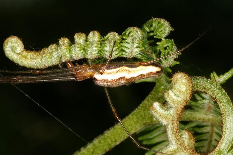 Tetragnatha_montana_D6151_Z_88_Les Gris_Frankrijk.jpg